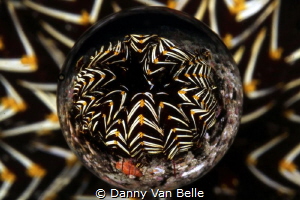 Creative picture of a featherstar by Danny Van Belle 